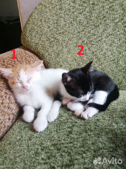 Котики бесплатно в добрые руки