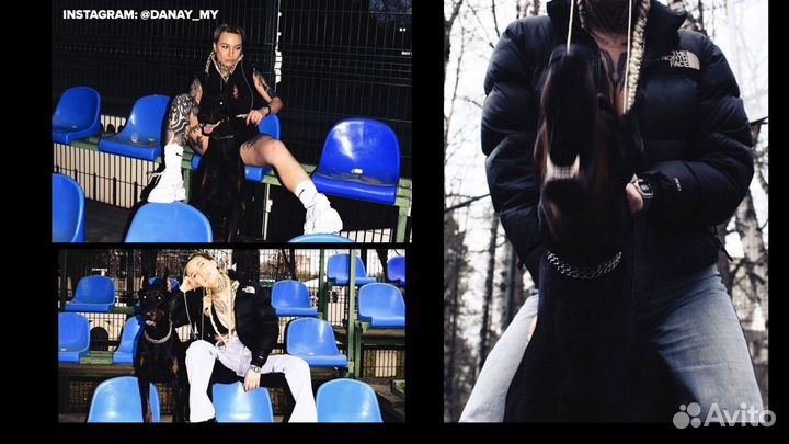 Фотосессия с доберманом