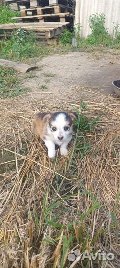 Маленькая собака (щенок) в добрые руки, бесплатно