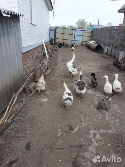 Цыплята несушки подрощенные маю заказы на бролера