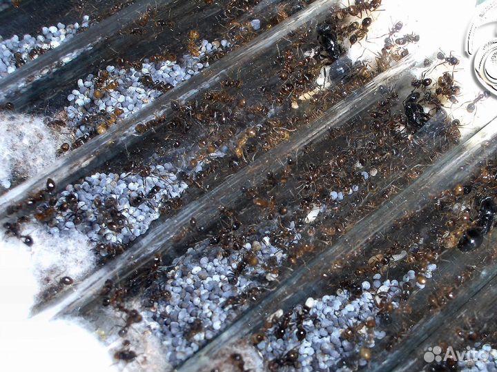 Муравьи жнецы