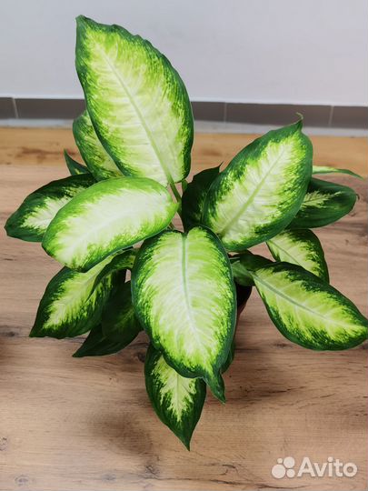 Диффенбахия Камилла, комнатные растения
