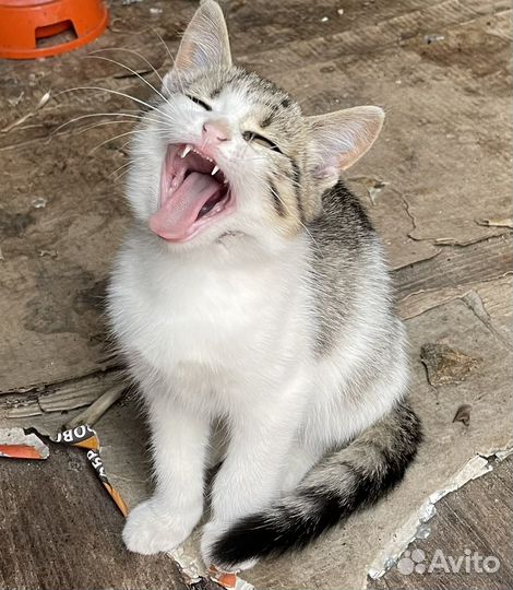 Котята в добрые руки