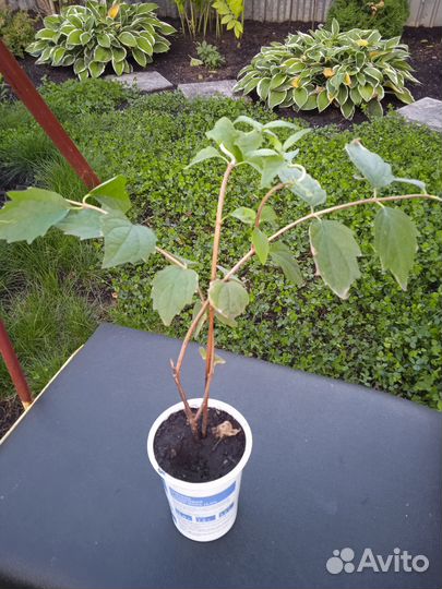 Гортензия и Жасмин