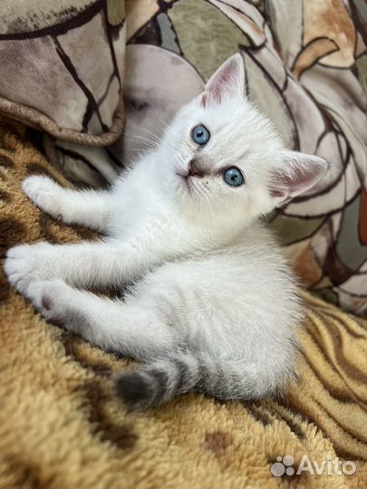 Серебрянная шиншила британец