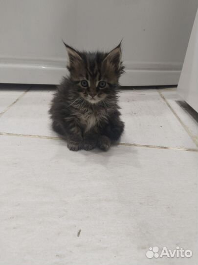 Котята мейн-кун