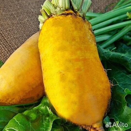 Семена кормовой свеклы