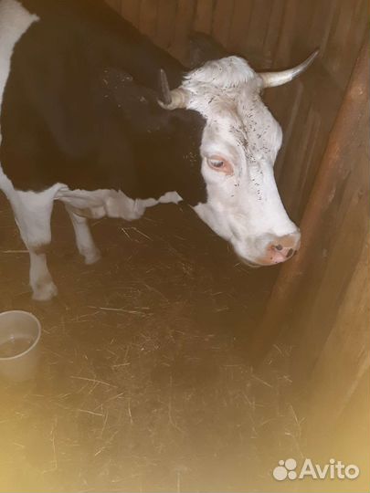 Корова дойная