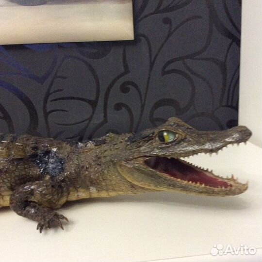 Чучело живого крокодила