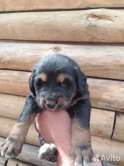 Немецкая овчарка