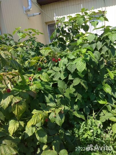 Малина крупная, урожайная, ремонтантая