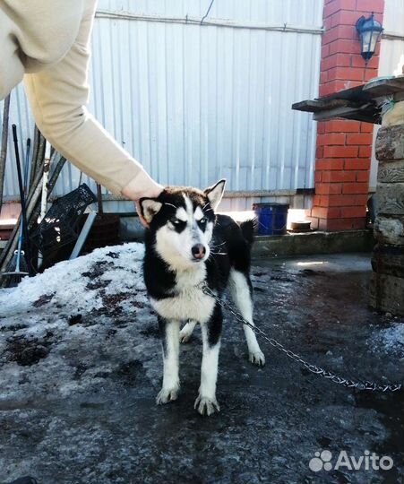 Сибирский хаски щенок