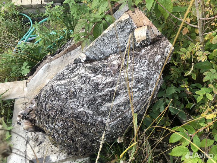 Кап березовый сувель