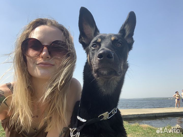 Догситтер, выгул собак, передержка