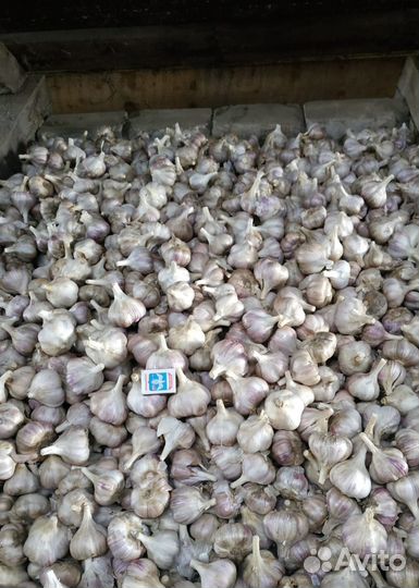 Чеснок любаша