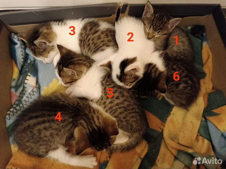 Отдам котят в добрые руки