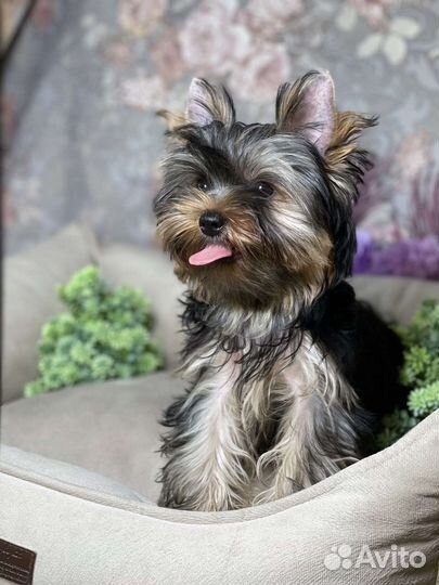 Мальчишка Шон