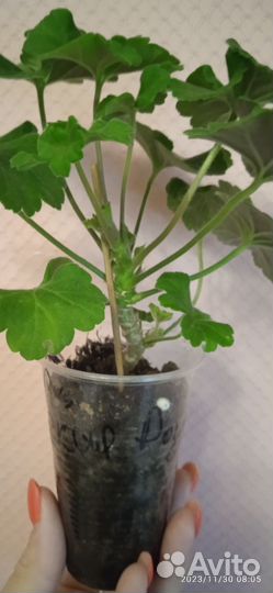 Пеларгония герань