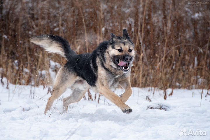 Восточноевропейская овчарка Кир в добрые руки