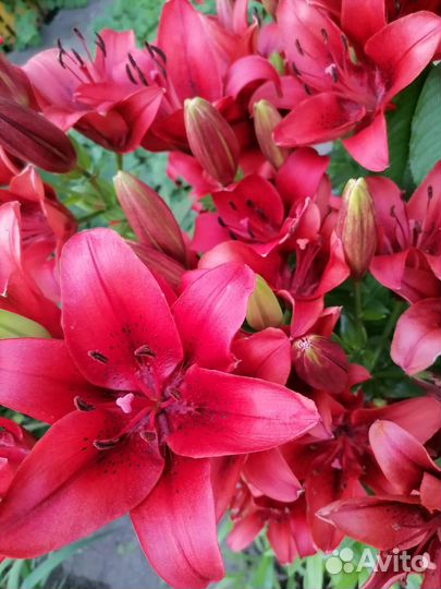 Саженцы лилии