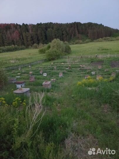 Продам пчелосемьи