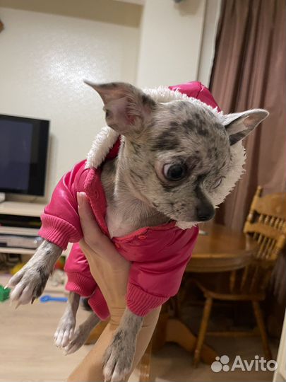Комбинезон на собаку