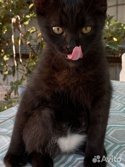 Отдам кота в добрые руки