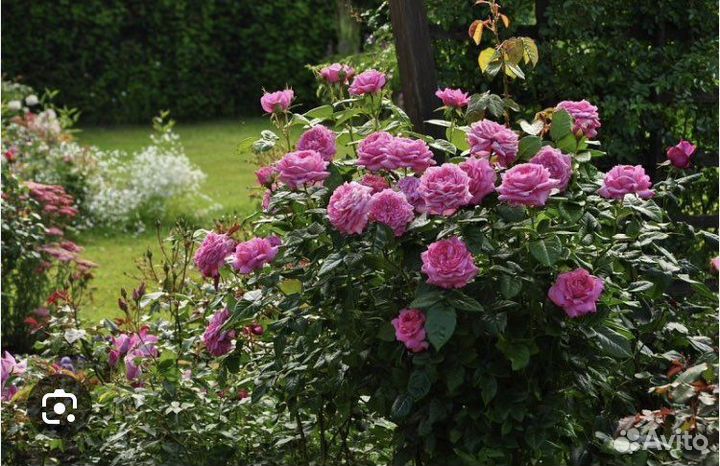 Роза Шанталь Мерье