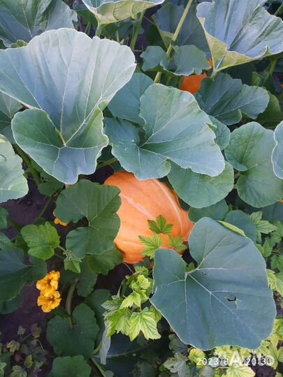 Овощи с дачи