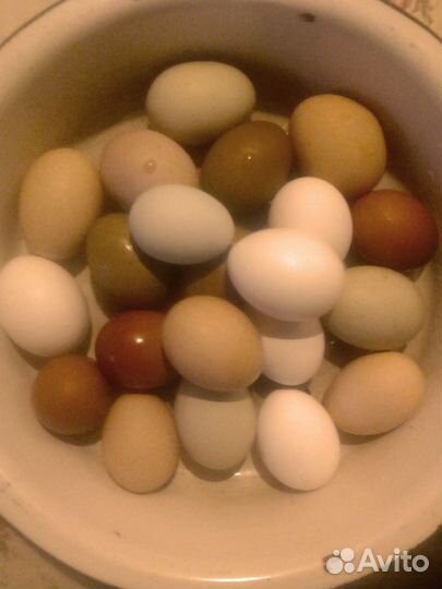 Яйца инкубационные
