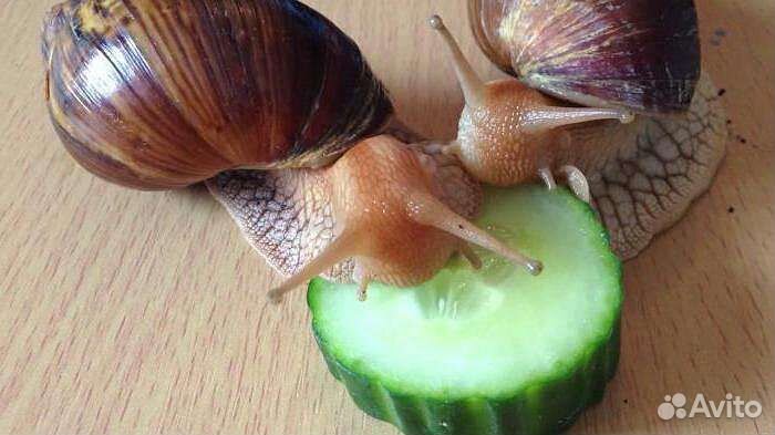 Улитки ахатины