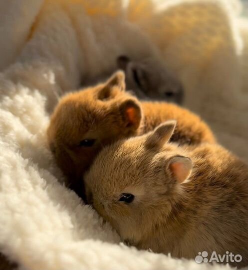 Карликовые Декоративные Кролики из Питомника