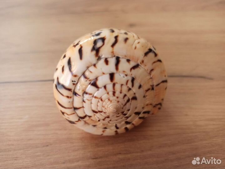 Морская раковина