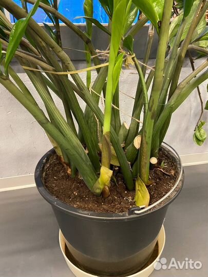 Замиокулькас