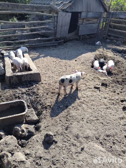 Поросята вольные