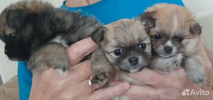 Щенки помчи