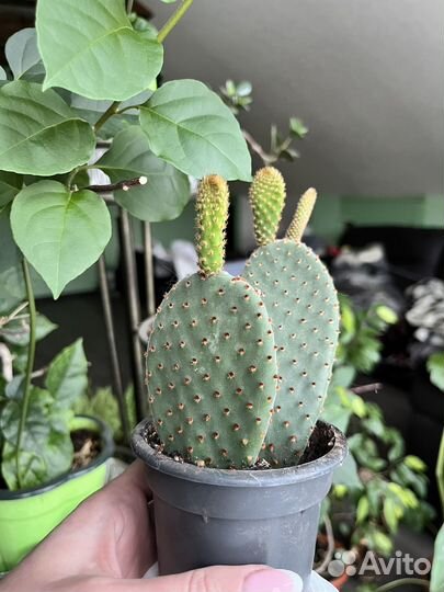 Кактус опунция