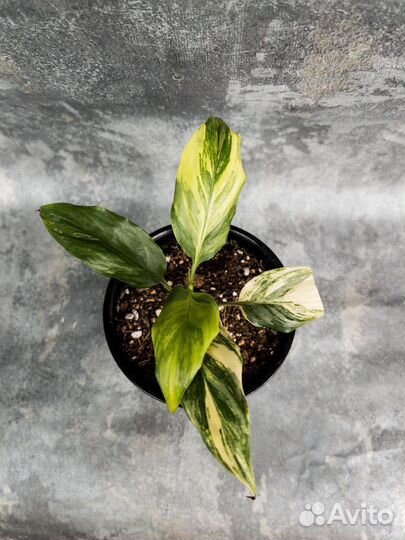 Спатифиллум Мун шадоу крем