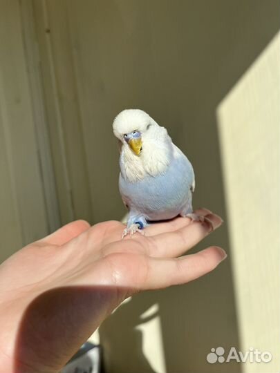 Ввп чех, выставочный волнистый попугай