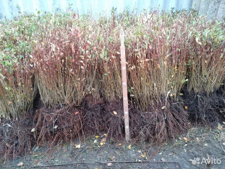 Саженцы кизильника блестящего