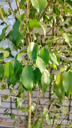 Фикус бенджамина