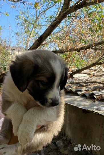 Щенки в добрые руки