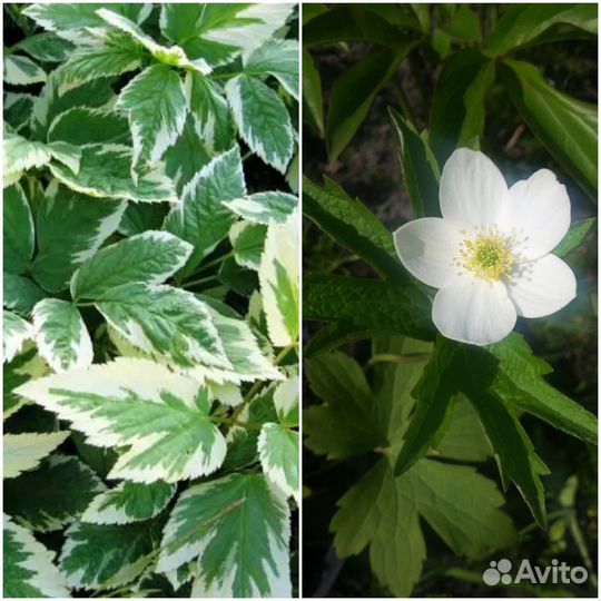 Многолетние цветы для сада