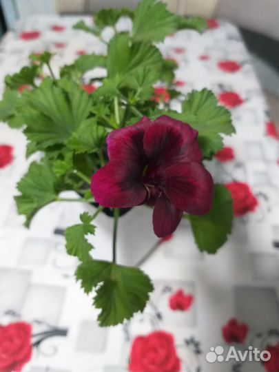 Пеларгония герань