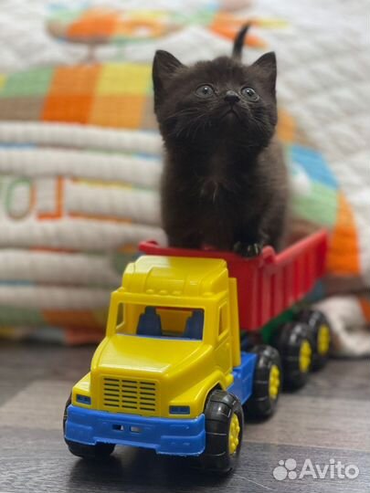 Кошечка мурлыка