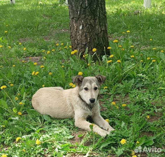 Девочка ищет дом