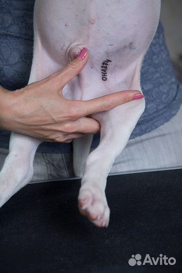 Клеймение щенков и взрослых собак