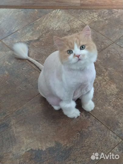 Стрижка кошек и собак. Выезд на дом