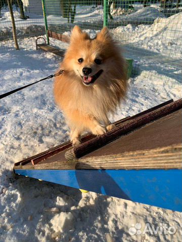 Померанский шпиц вязка кобель