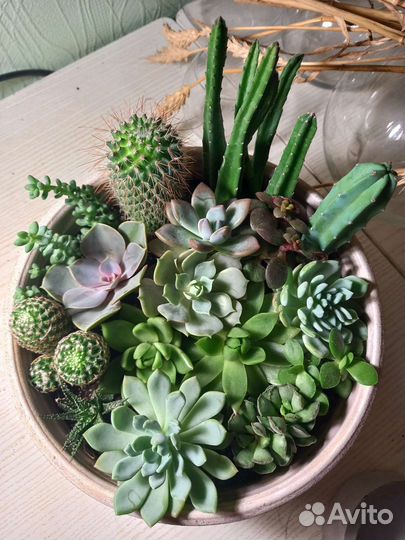 Композиция из суккулентов